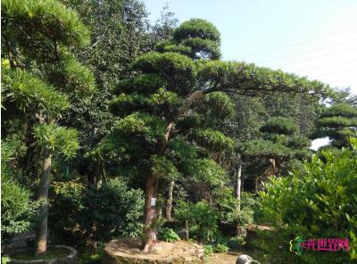 日本罗汉松