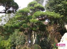 日本罗汉松