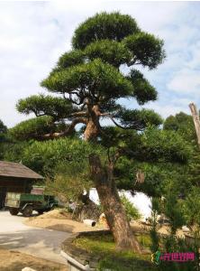 日本罗汉松